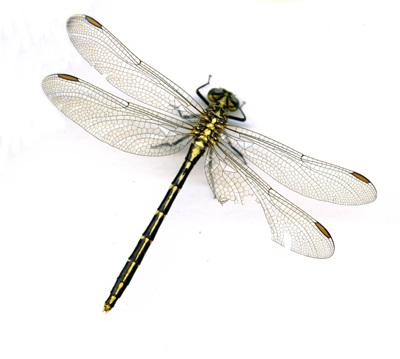 Austrogomphus guerini